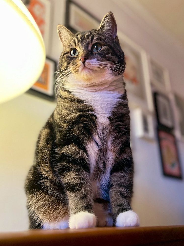 Pete the cat looking magnificent 