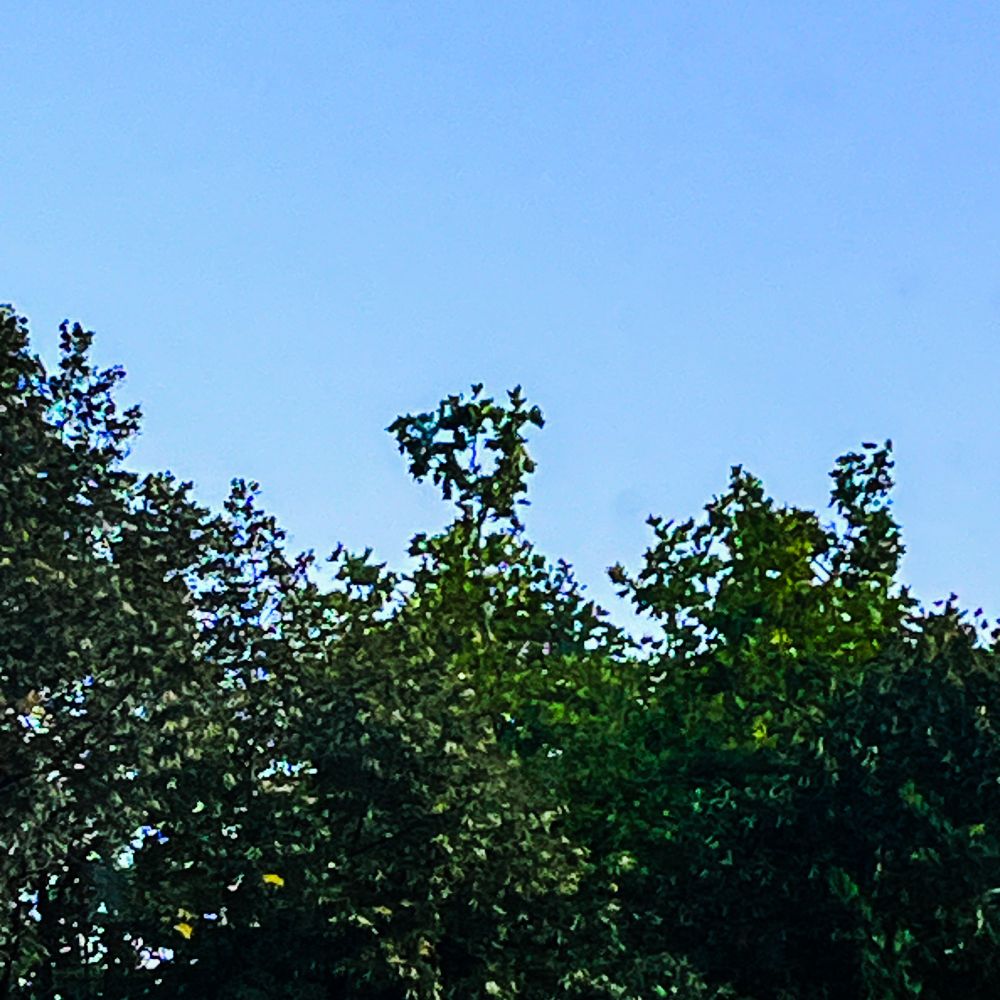 A tree that has the appearance of a face. 