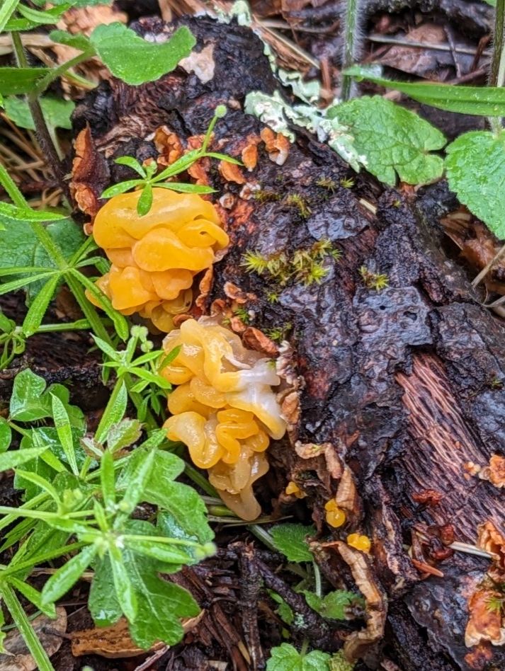 Close up of some golden ear mushroom.