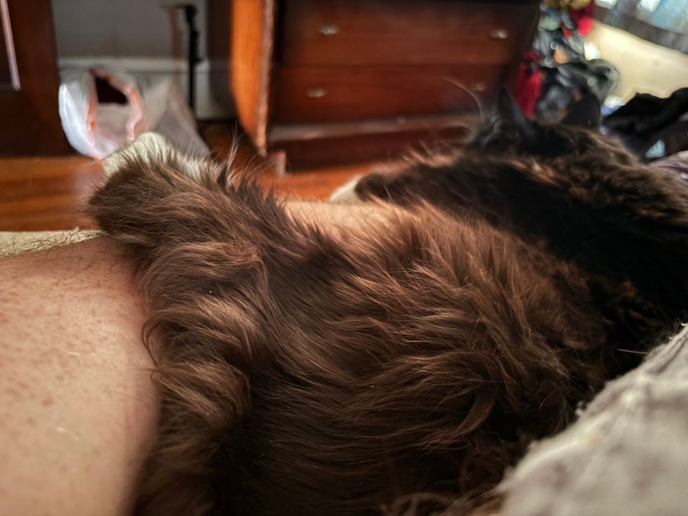 Human arm underneath a black and white domestic longhair cat. The cat’s front and back legs are both wrapped around the arm