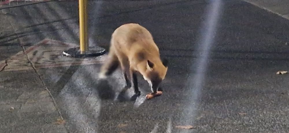 fuchs in der stadt hat irgendwo eine wurst erbeutet 