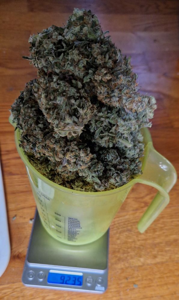 runtz ernte in einem messbecher auf einer waage. 92,35g 