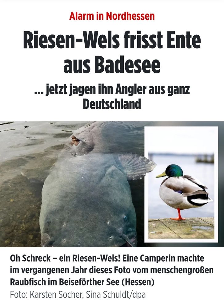 schlagzeile von bild (2024) Alarm in Nordhessen: Riesen-Wels frisst Ente aus Badesee ... jetzt jagen ihn Angler aus ganz Deutschland