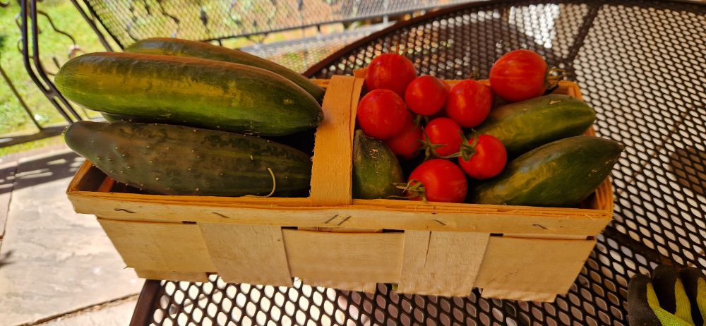 körbchen voller gurken und tomaten ausm garten 