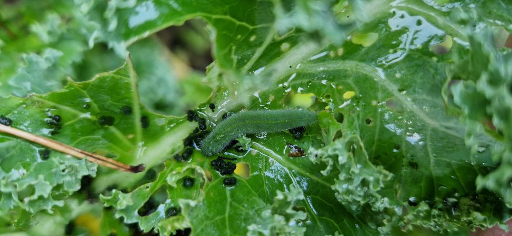 grüne kohlweißling raupe auf frischer tat auf grünem kohl erwischt 