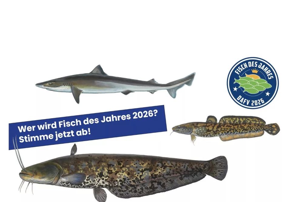 sharepic zum fisch des jahres mit hindshai quappe und wels