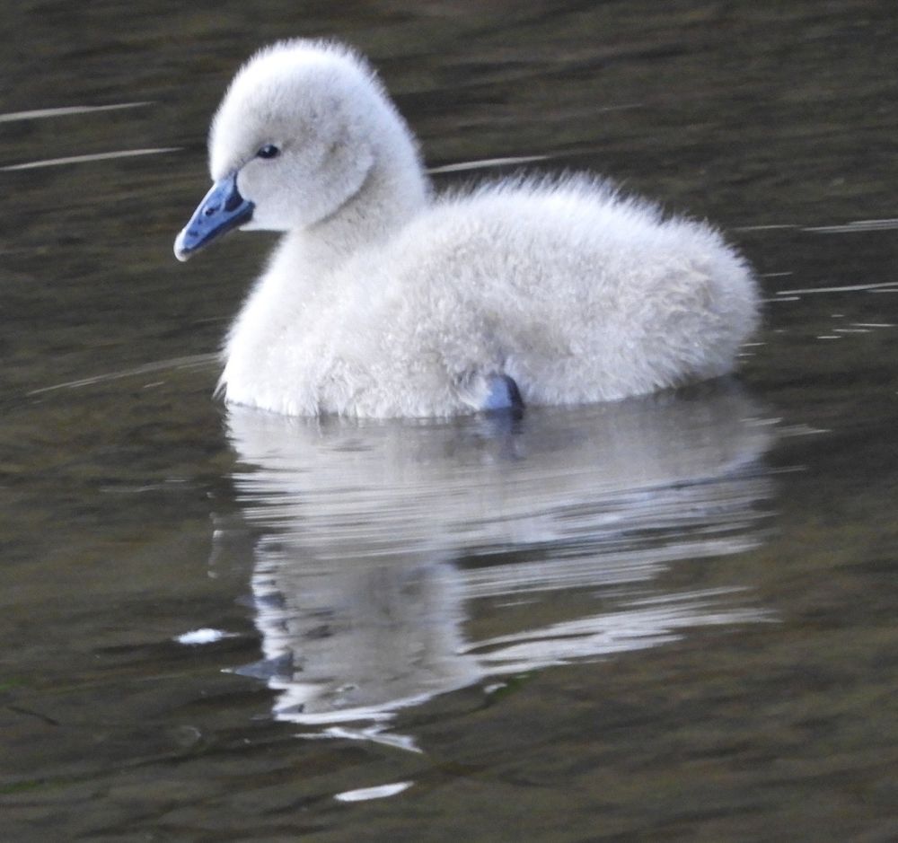 schwan baby