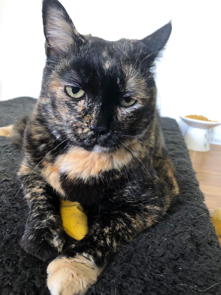 A tortoiseshell cat looks skeptically at the camera