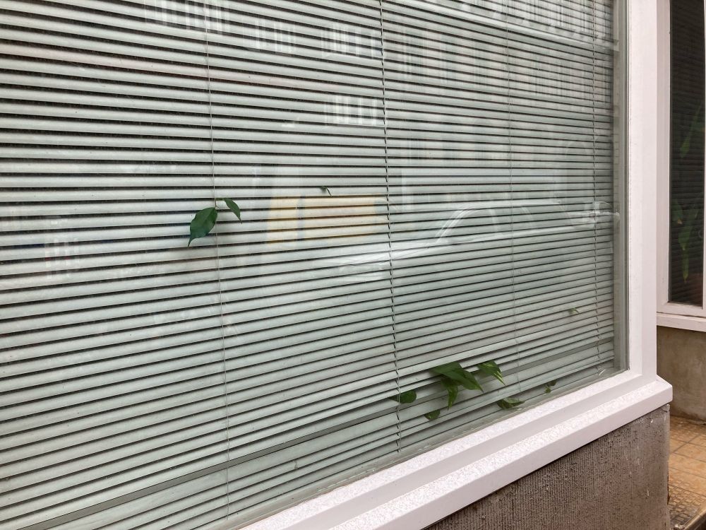 A window with blinders down, a plant peaking through from behind with some leaves. 
