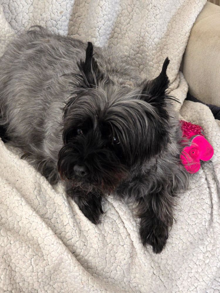 Ella the Cairn Terrier is deciding what to do next after playing with her toy. She is sitting on a blanket in a chair next to the toy.