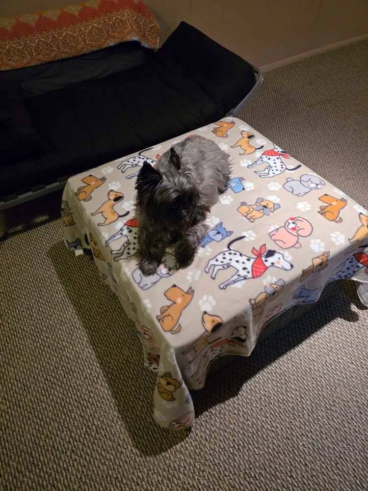 Ella the cairn terrier rests on an ottoman. The ottoman is covered with a colorful pet-themed blanket.