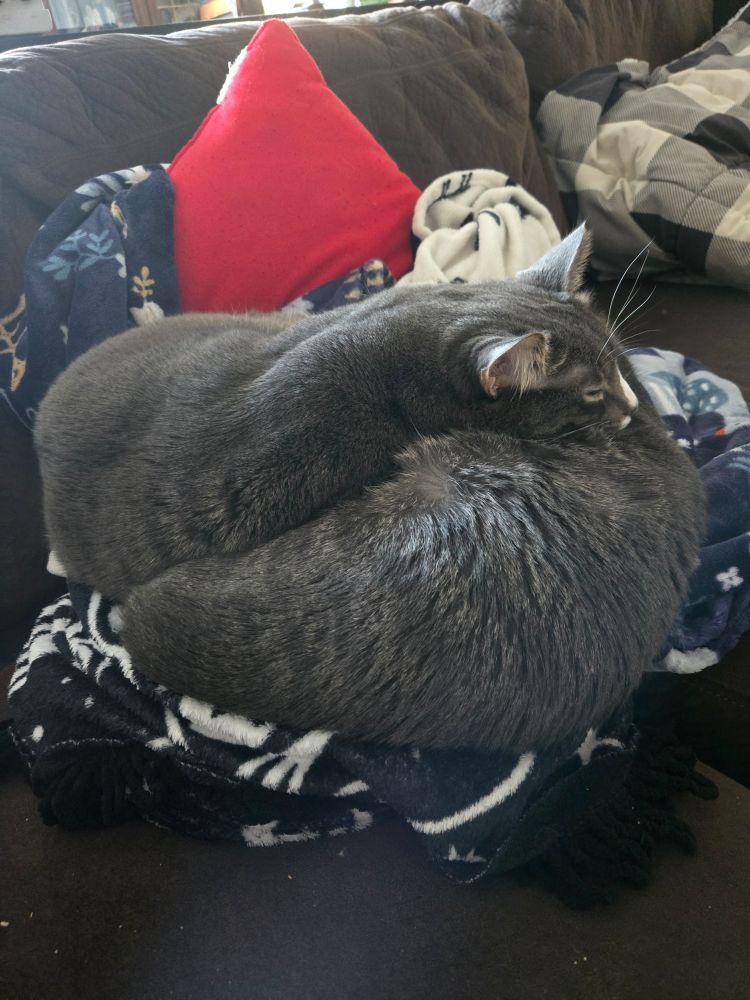 Vim's cats Blixa and Lux cuddled up together on a blanket pile in an oddly orb-shaped configuration. They're both 4 year old gray tabbies with white markings.
