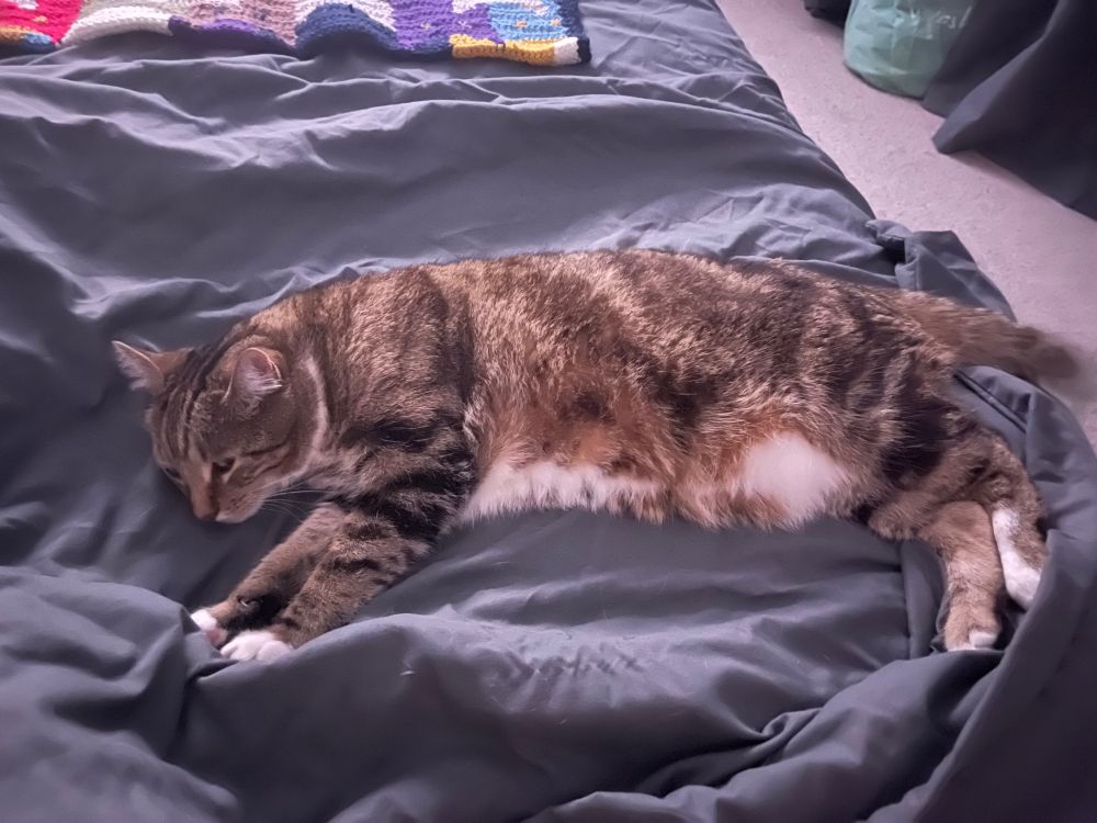 My cat Stroma lying across the bed happily dozing and purring away.
