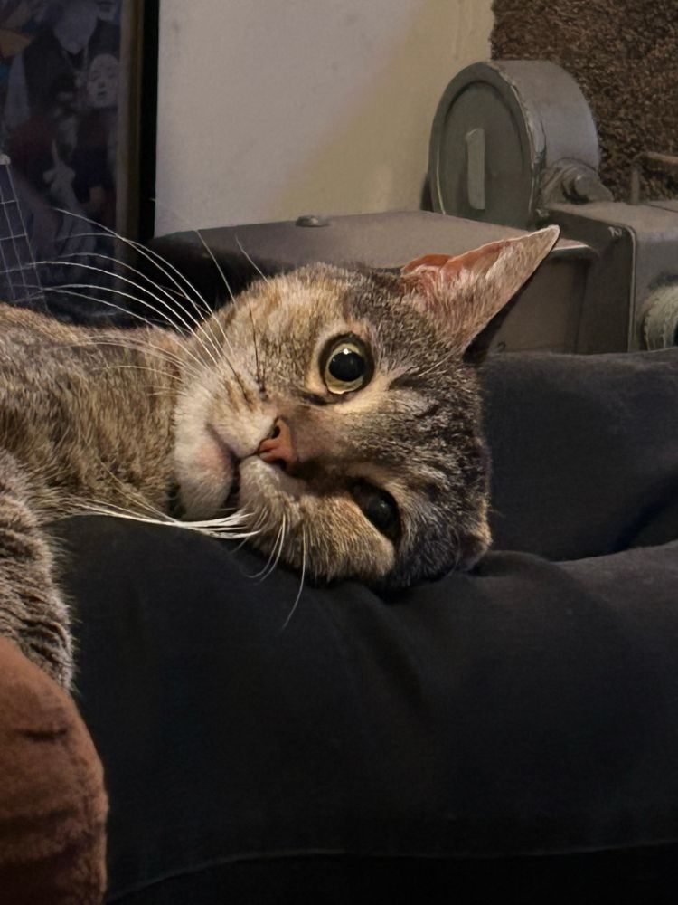 A brown tabby lying on her side, looking directly at the camera while also appearing glazed over with exhaustion.