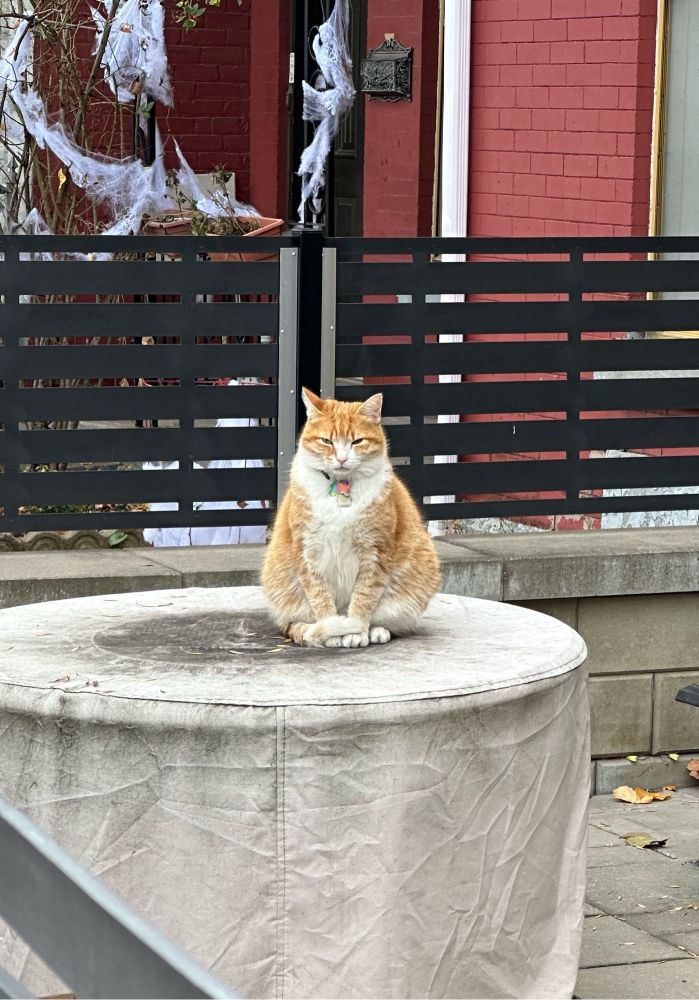 Orange tabby cat sitting on a concrete Dias like a sentinel with Halloween decorations in the background.