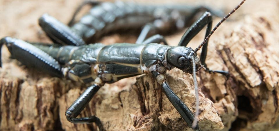Lord Howe Island Stick
An insect black-greenish rather long and with big antenna looking like a stick or grasshopper and sitting on tree piece.
Getty images

https://www.forbes.com/sites/scotttravers/2025/01/06/driven-to-extinction-by-a-shipwreck-a-2001-discovery-brought-the-worlds-rarest-insect-back-to-life/
