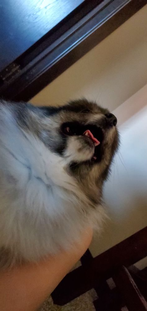 Princess the dog, a fluffy pomeranian, looking cute and quite silly.