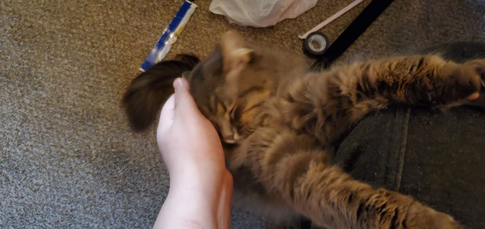 Wednesday the cat clinging to my leg while rubbing her head into my hand.