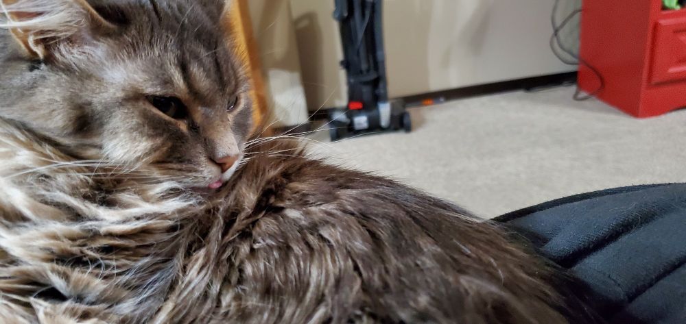 Wednesday the cat resting in my lap after a nap, doing a tiny lil' blep. 