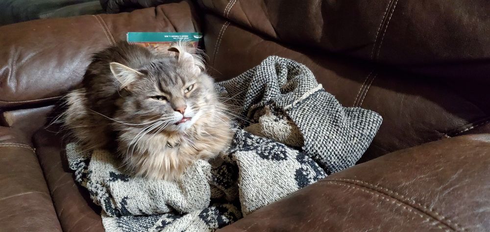 Wednesday the cat having just woken up. One ear is folded in half and her eyes are half closed, having just woken from a very good nap. 