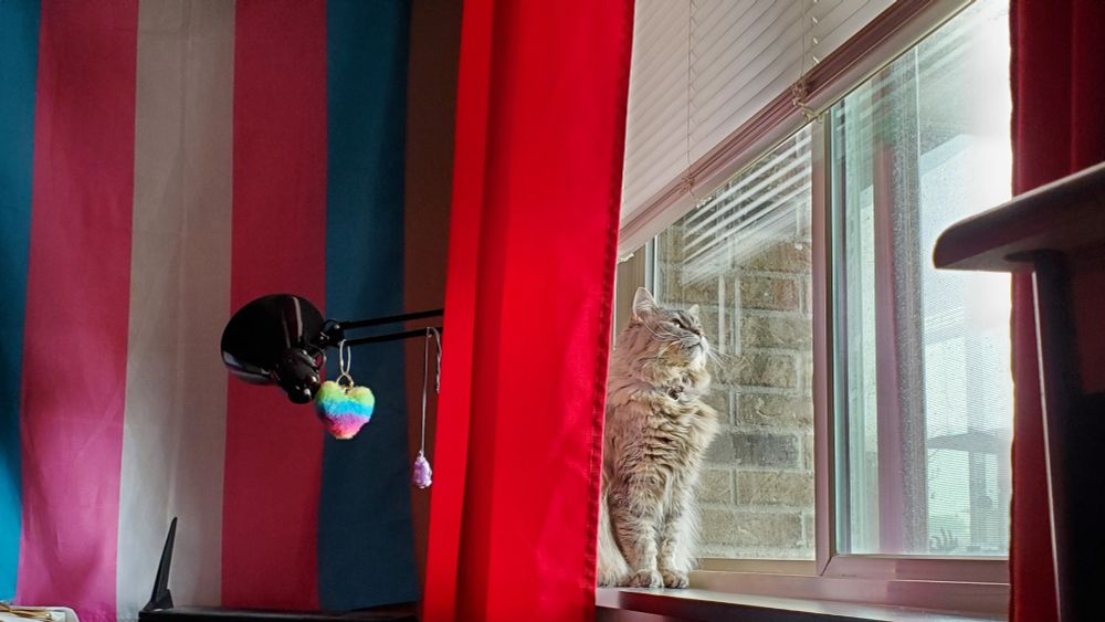 Wednesday the cat looking out from her favorite spot on the windowsill. A trans pride flag is in the background. 