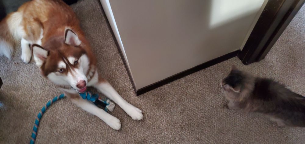 Blue the husky dog being angrily stared at by Wednesday the cat. 