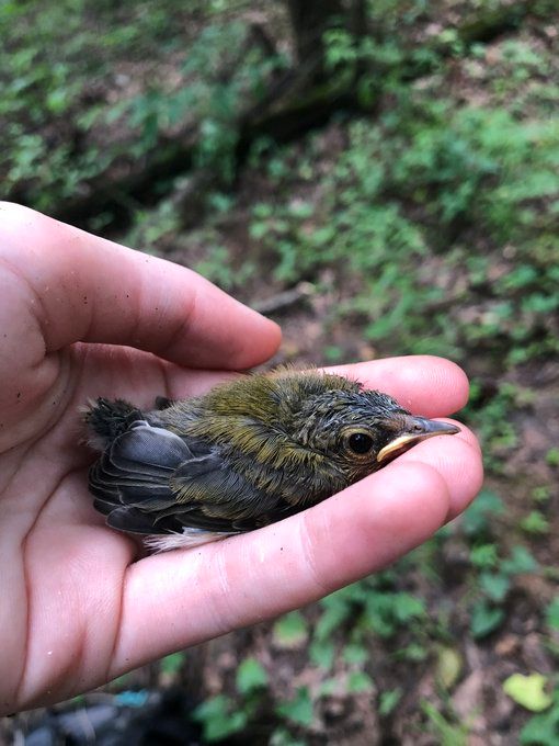 An image of a fluffy prothonotary warbler chick, crouched in the hand of a researcher. 