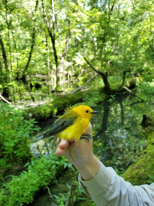 An image of a bright yellow male prothonotary warbler in the hand of a researcher.