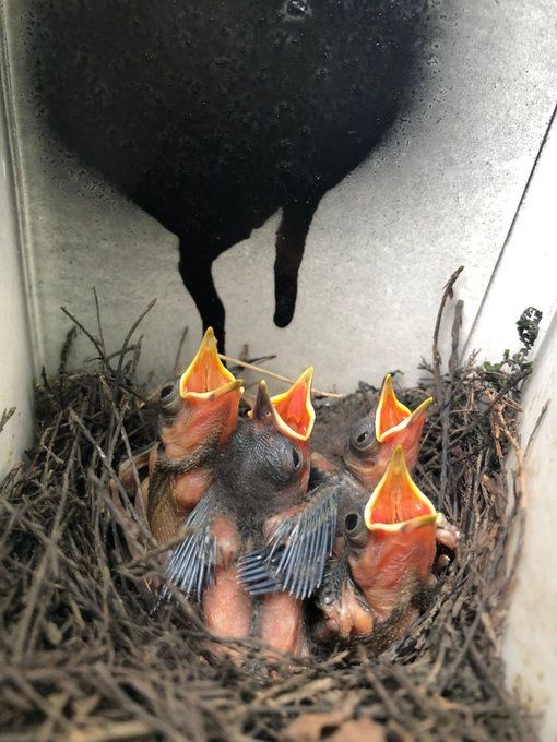 An image of a nest with 4 naked prothonotary warbler chicks, all begging and displaying their bright orange-red gapes.
