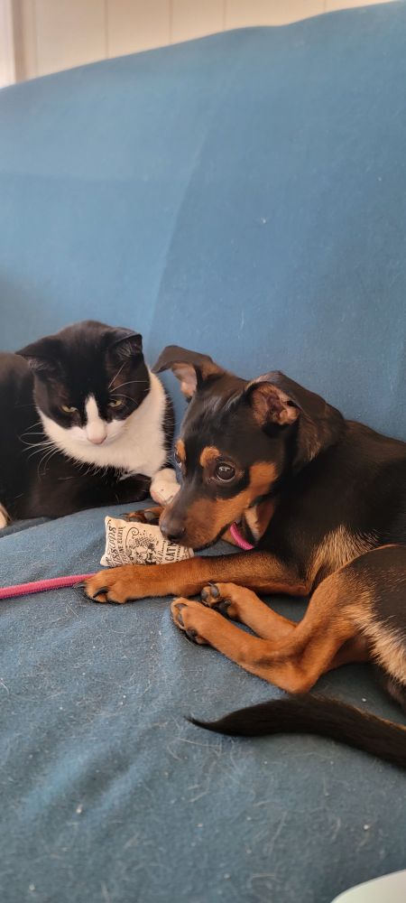 A black and tan miniature pinscher mix lounges on the couch, a small catnip toy between his front paws. His head is bent, and he has captured the toy in his mouth. A tuxedo cat lays beside him, his face bent to stare at the toy that his friend is chewing on. 