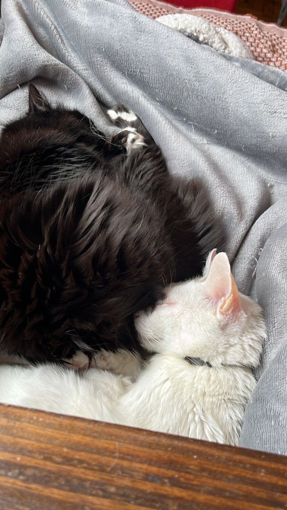 A white cat and a tuxedo cat sleeping together forming a fluffy yin-yang like symbol with their shapes and opposite fur colors.
