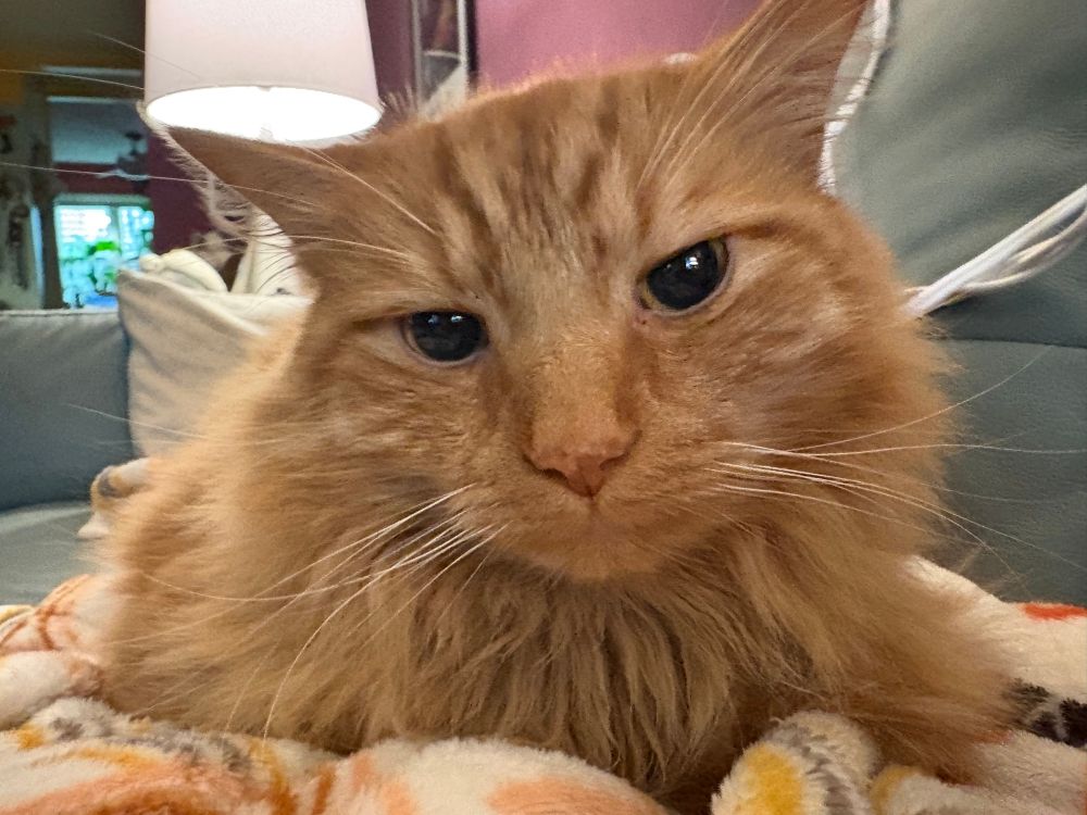 An orange cat looking at the camera with his head slightly tilted 