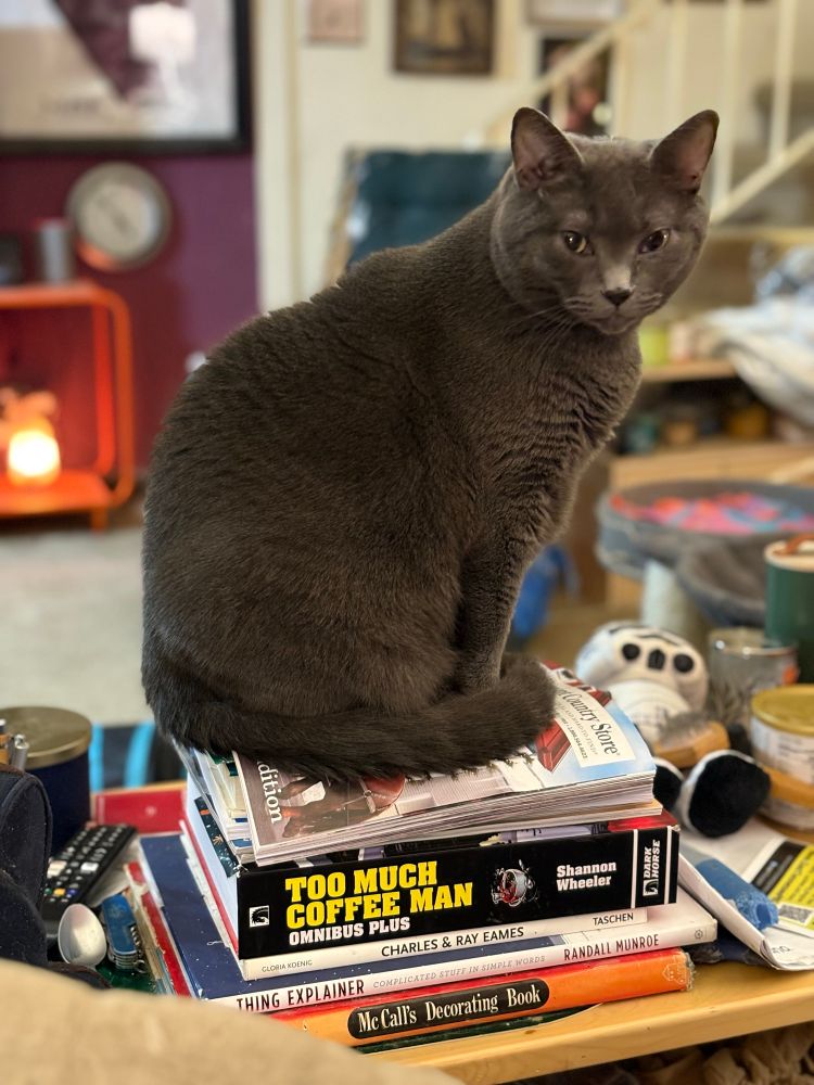 A Russian Blue cat sits on a stack of books 