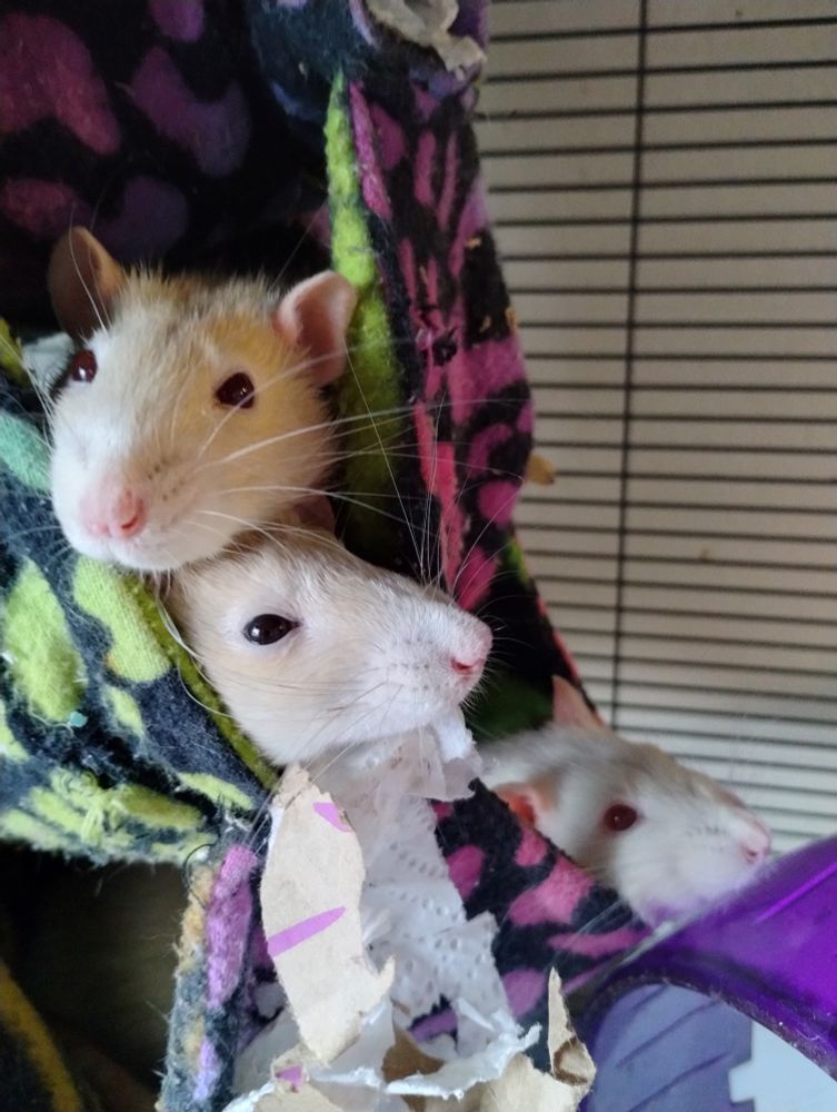 Three pale beige to white-furred rats poking their heads out from a hammock.
