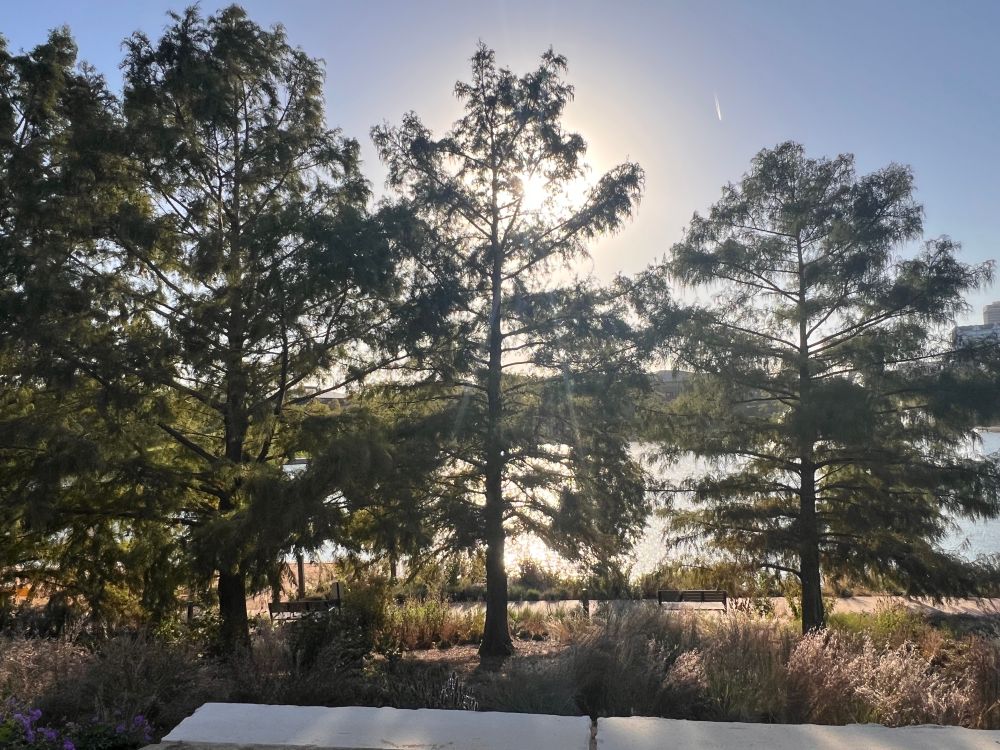 summer trees very green