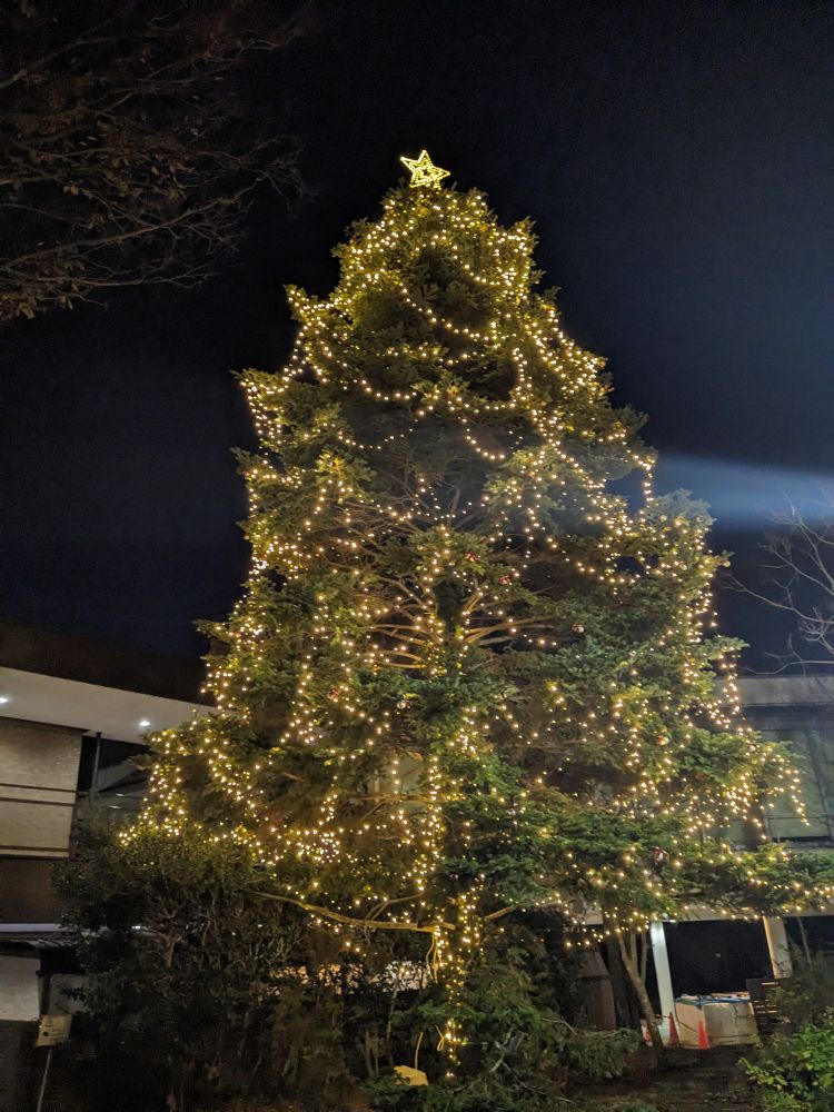 ライトアップされたクリスマスツリーの写真