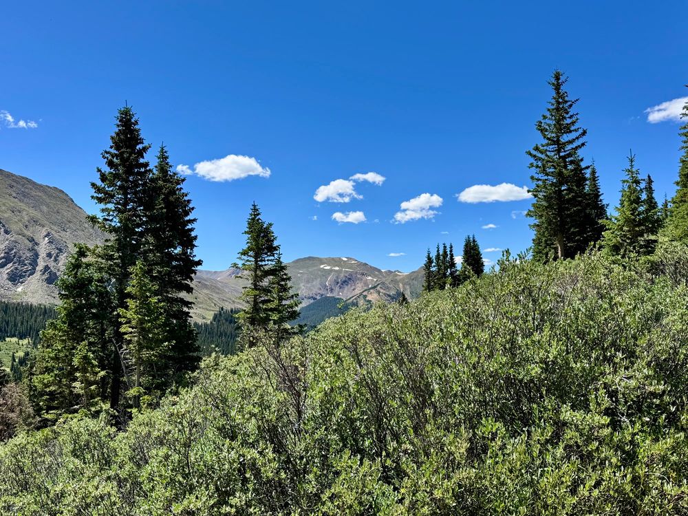 photo taken from behind the bush near the peru creek trail in montezuma, co. 