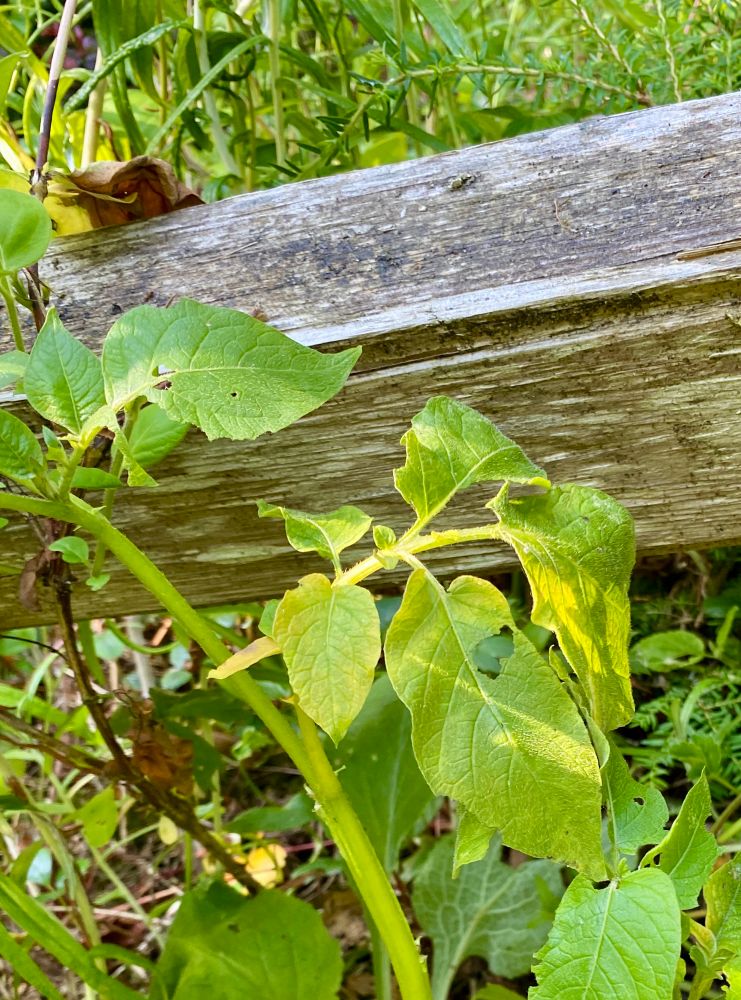 The image shows a close-up view of a plant with green leaves in front of a wooden structure. The plant has several leaves, some of which have small holes or imperfections. The wooden structure appears weathered and has a rough texture, running horizontally across the image. In the background, there are other plants and foliage, indicating a natural setting. The leaves of the foreground plant are prominently displayed, with visible veins and a slightly glossy surface. The wooden structure is positioned behind the plant, providing a contrasting backdrop to the vibrant green leaves.
