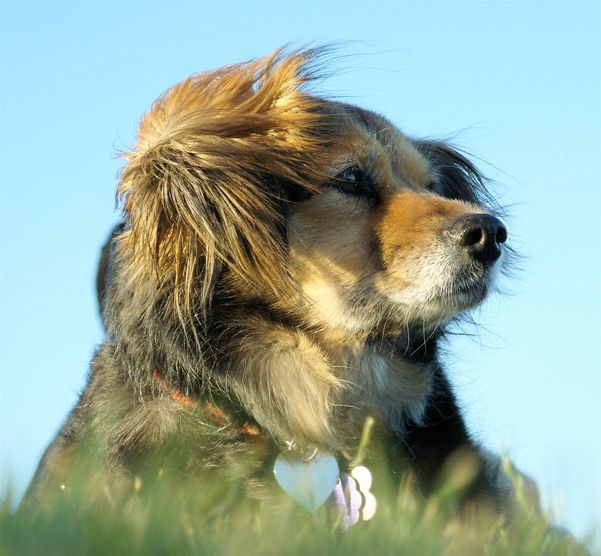 The image shows a dog with medium-length fur, predominantly brown with lighter tan markings on its face and chest. The dog's fur is slightly tousled, particularly around the ears and head. It is wearing a collar with a heart-shaped tag and another tag that appears to be a flower shape. The dog is positioned in the foreground, with its head turned to the side, looking into the distance. The background is a clear blue sky, and the dog is situated on grass, which is visible at the bottom of the image. The perspective is slightly low, capturing the dog from a ground-level angle.