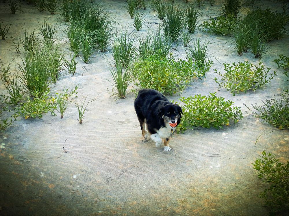 The image depicts a sandy area with sparse vegetation, consisting of clusters of grass and small shrubs. The grass is distributed unevenly across the sand, with some patches more densely populated than others. In the foreground, a black and white dog is walking through the sand, positioned slightly to the right of the center. The dog appears to be a medium-sized breed, with a fluffy coat and a visible tongue. The vegetation varies in size, with some grass clumps taller than others, and the shrubs are relatively low to the ground. The sand shows patterns of ripples, indicating wind or water movement. The background continues with similar vegetation, extending into the distance.