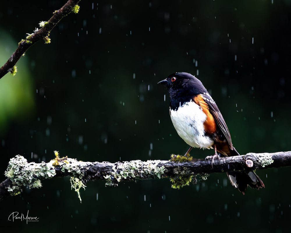 Spotted towhee in the Pacific Northwest Washington state. Rain and moody 