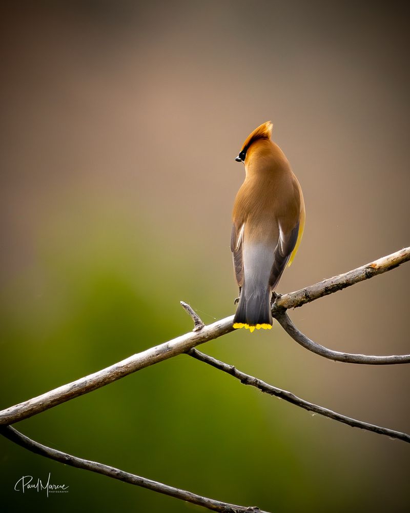 Cedar Waxwing in the Pacific Northwest Washington state 