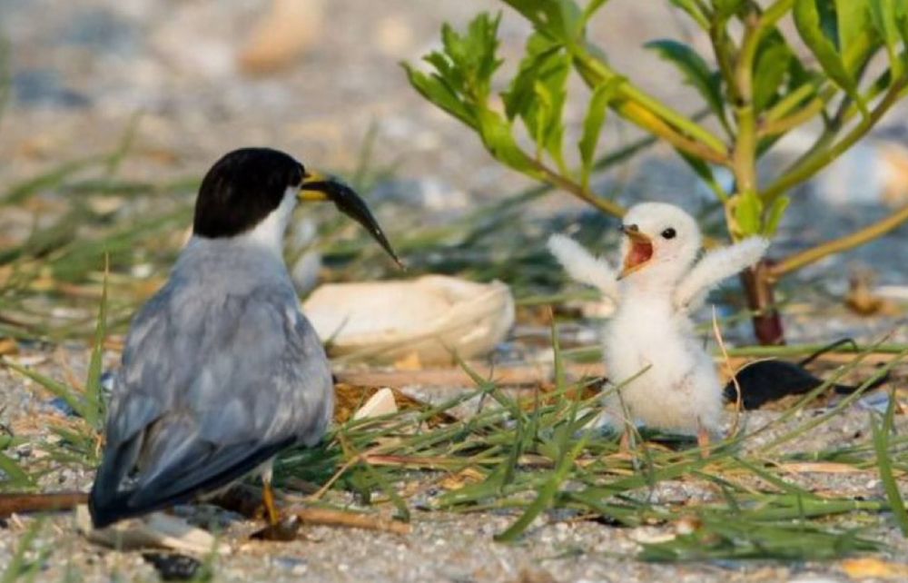 Poussin braillant devant un de ses parents qui tient dans son bec un petit poisson noir.
