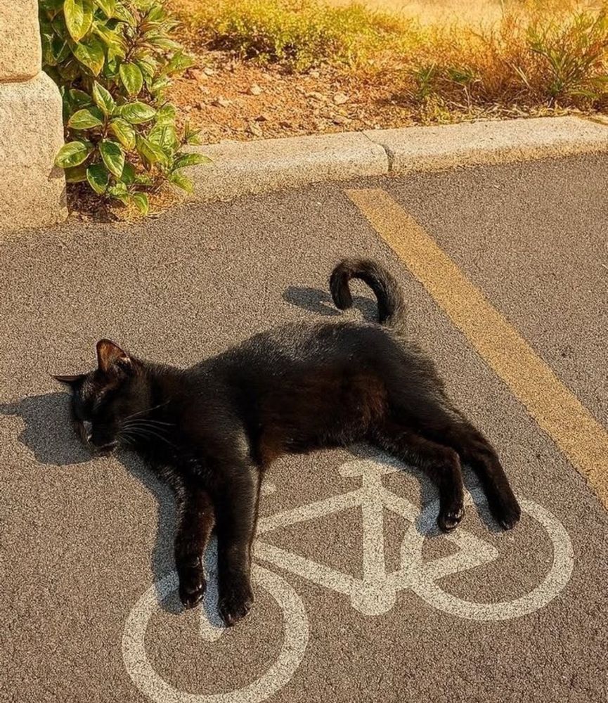 Chat allongé sur un signe au sol représentant un vélo, ce qui donne l'impression qu'il en fait.