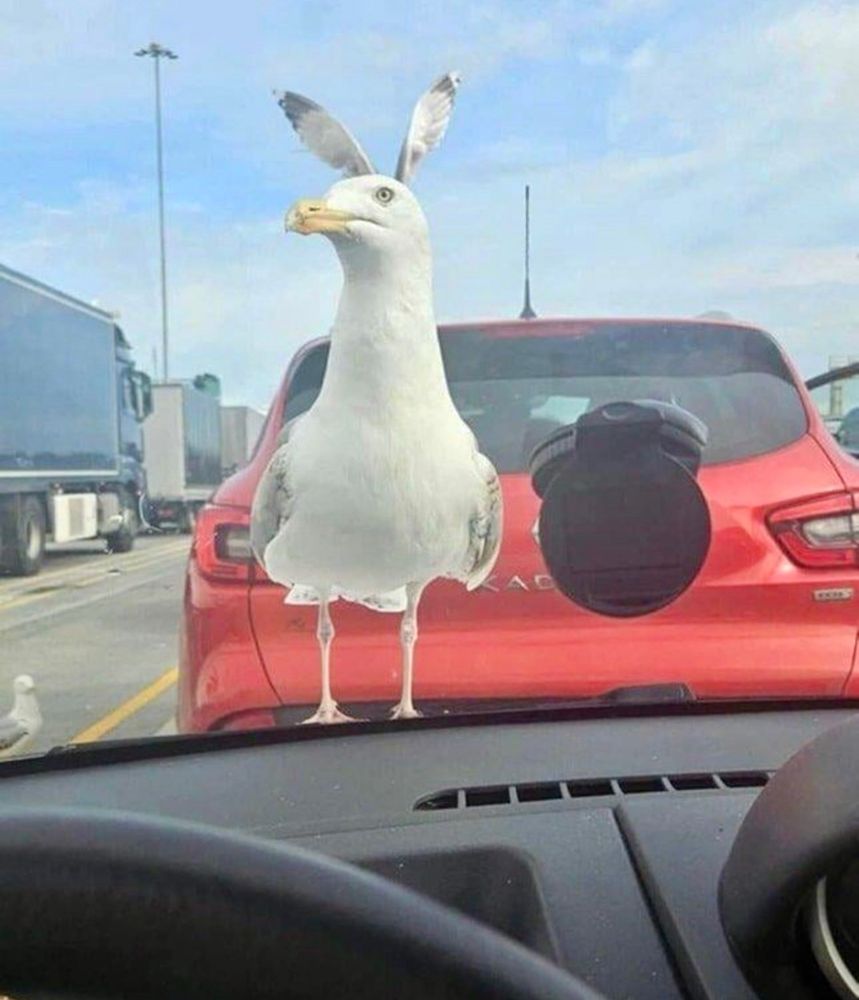 Un goéland s'est posé sur le capot de la voiture et les ailes d'un second qui vole derrière, forment comme des oreilles de lapin au premier.