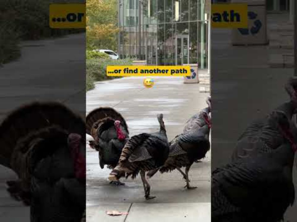 UC Davis Campus Wild Turkeys Do's & Don'ts