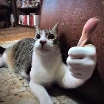 Edited picture of a tabby and white cat giving a thumbs up with a human hand