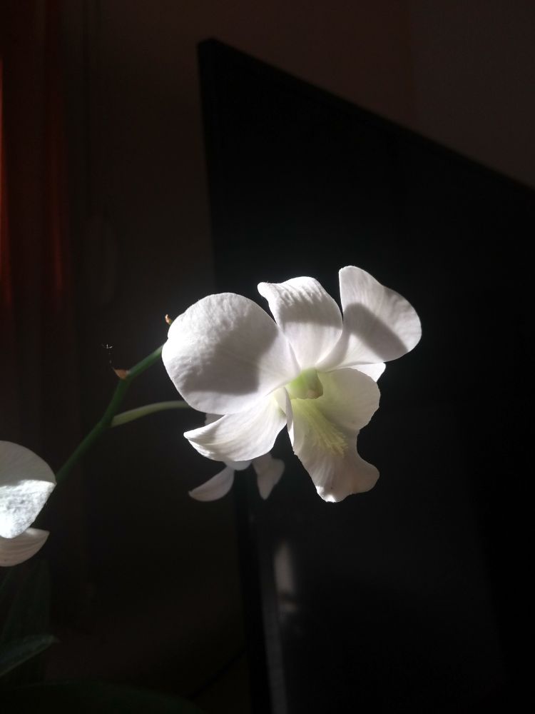 Foto de uma orquídea branca, destacada pela luz do sol em primeiro plano, com fundo escuro.