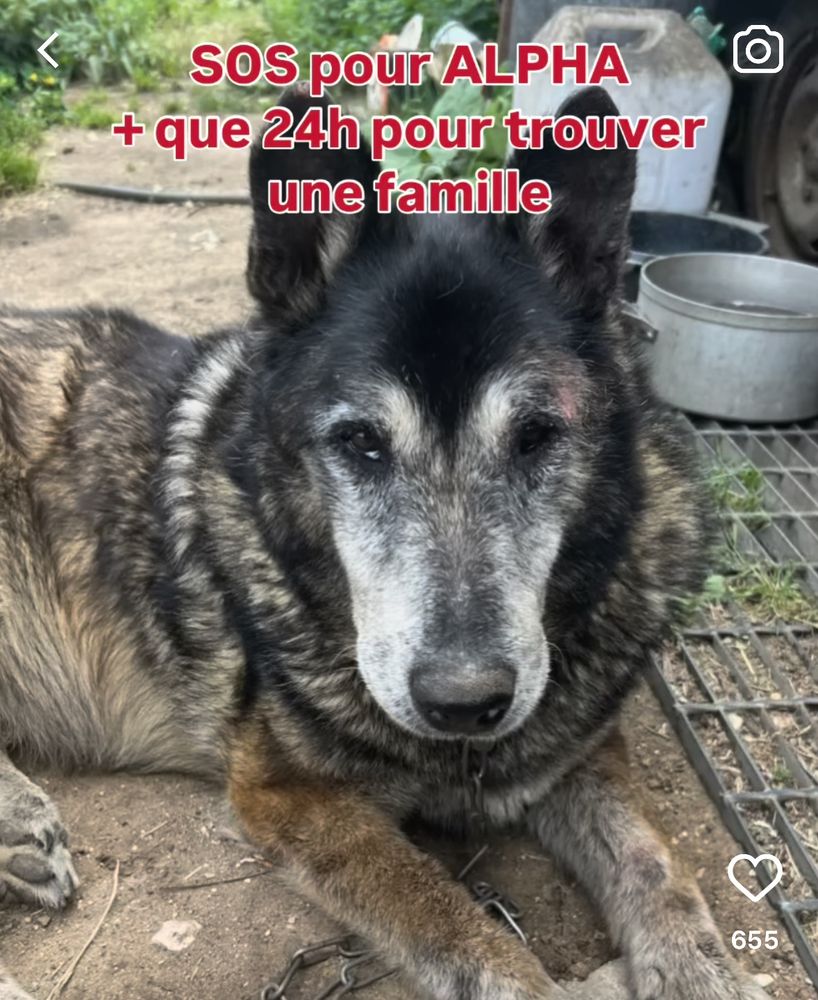 Photo d’un chien malinois de 14 ans nommé Alpha. 