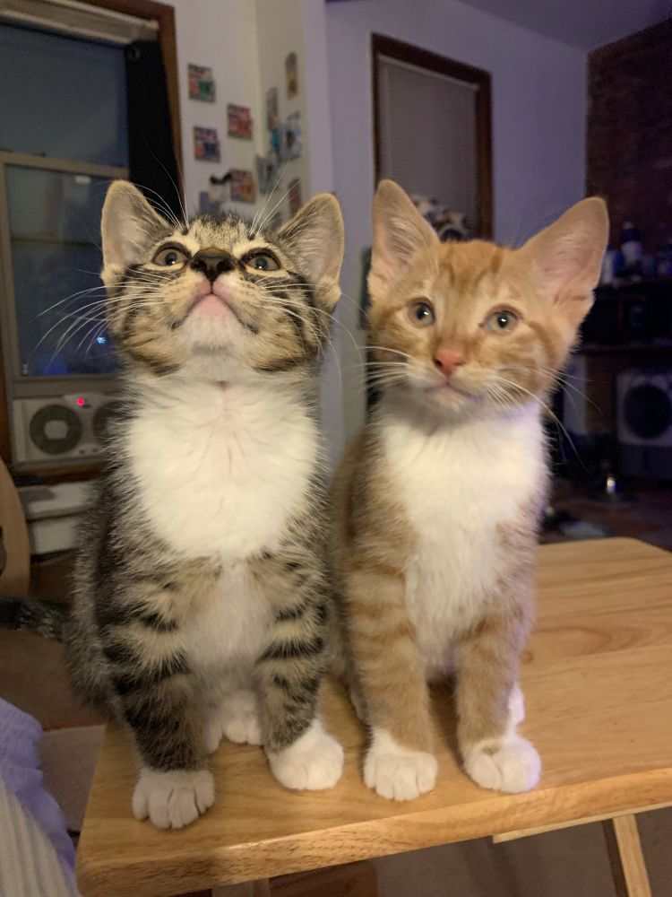 My kittens Peppercorn and Butterscotch